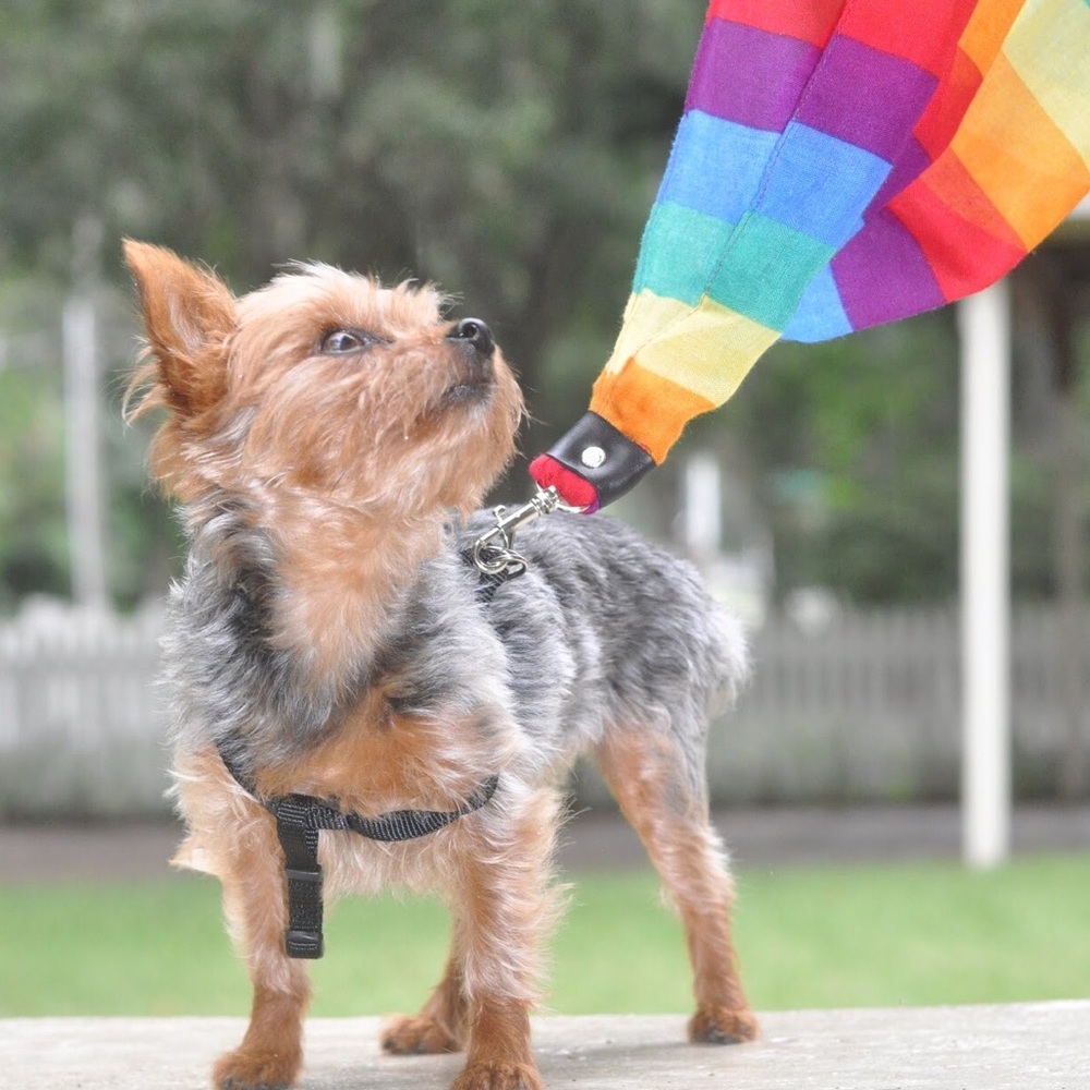 Rainbow Small Dog Scarf Leash
